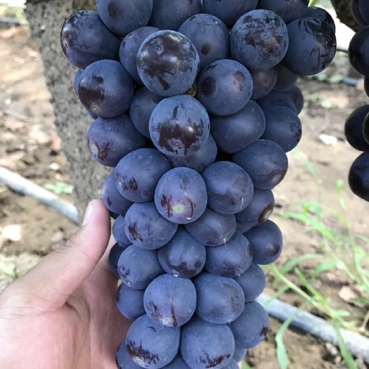 鲁山县（精品）夏黑葡萄大量上市 口感好 价格优