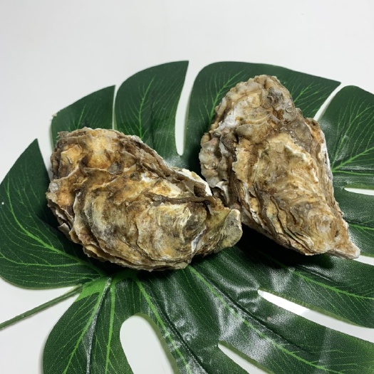 佛山广东三倍体生蚝，手选精品，新鲜发货，口感鲜美，源头直供