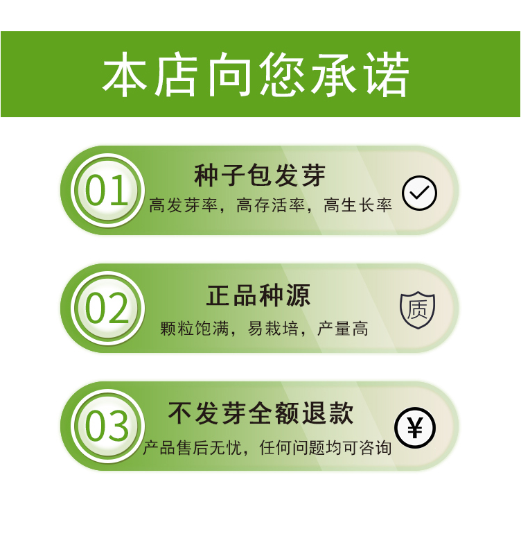 长春花种子混色日日春四季开花易活室内室外庭院花籽盆栽花卉种孑