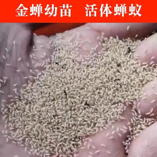 宁陵县金蝉蝉蚁，金蝉幼苗，金蝉种子，爬炸苗，金蝉种植