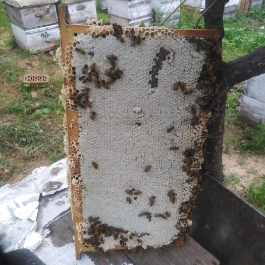 整张蜜脾蜂场直供深山农家自产蜂巢蜜可以嚼着吃的整张蜂巢蜜
