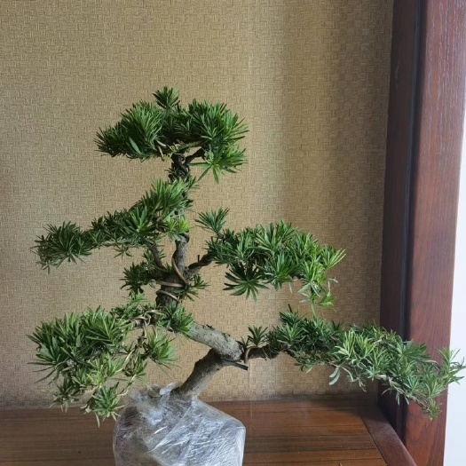 宁波罗汉松