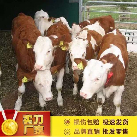 长沙优质西门塔尔/西门塔尔价格超低/西门塔尔牛犊