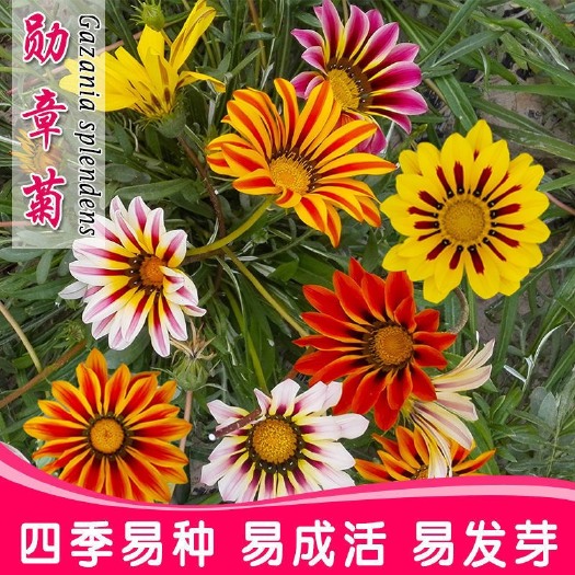 勋章菊花种子花种四季开花易种花坛花种籽子室内阳台花卉盆栽植物