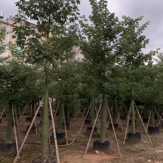 普宁市道路市政美丽异大腹木棉 园林绿化多规格大腹木棉