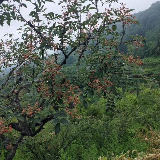 沂蒙山区山花椒，天然的植物，产地直发，欢迎来电洽谈
