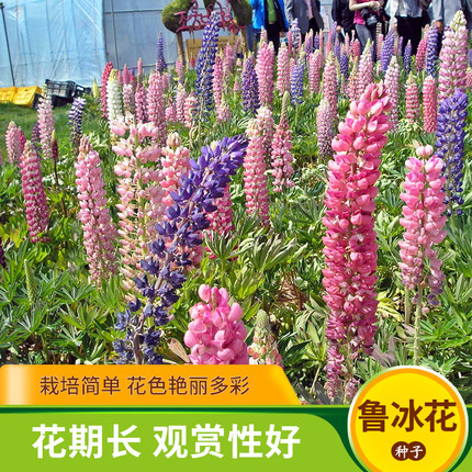 鲁冰花种子羽扇豆籽多年生耐寒室内盆栽四季开花不断冬秋易种花卉