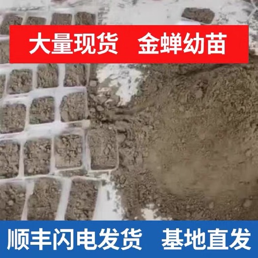 宁陵县金蝉苗，金蝉幼苗，金蝉卵枝，金蝉活体种植，金蝉养殖