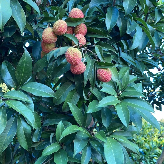 合江县先进奉，