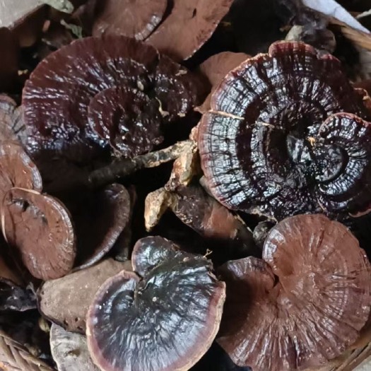 环江县灵芝