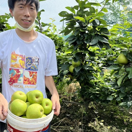 上海正宗崇明翠冠梨、翠玉，6两以上。精品大果7月25开园