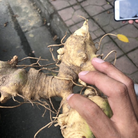 广安黄精出售自己来拉，大量出货，可以看样品