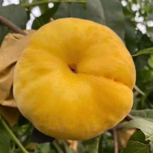 蒙阴县三个品种桃子总链接沂蒙山当季特别特别好吃得桃子