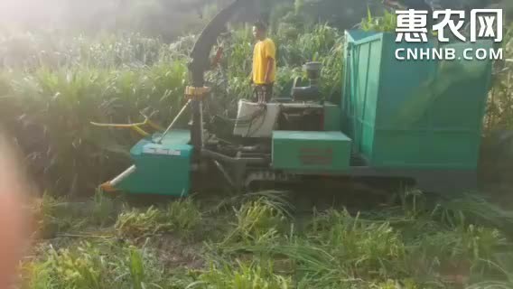 仁寿县代耕代种，玉米青贮秸秆和收割，豆荚收割，秸秆收割，犁地，翻地