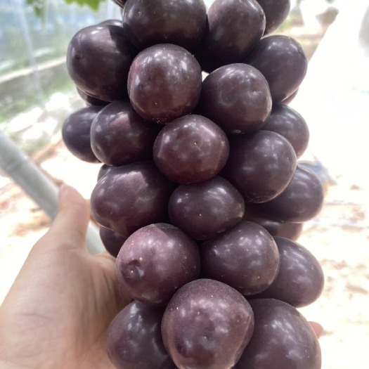 雷波县黑色阳光玫瑰葡萄，高端阳光玫瑰葡萄，晴王