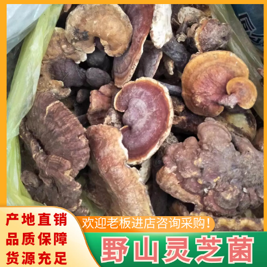 禄劝县云南高山上生长的山灵芝