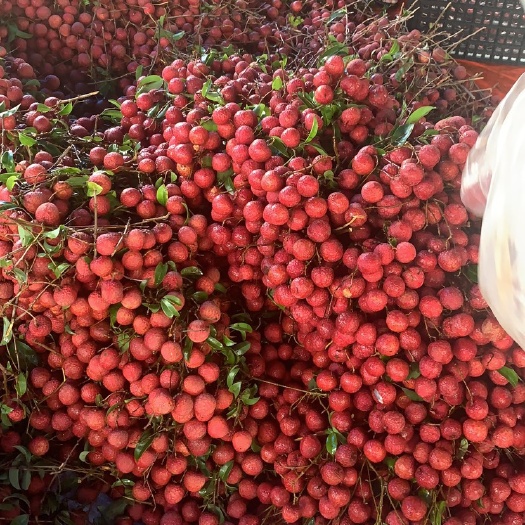 惠来县红花荔枝