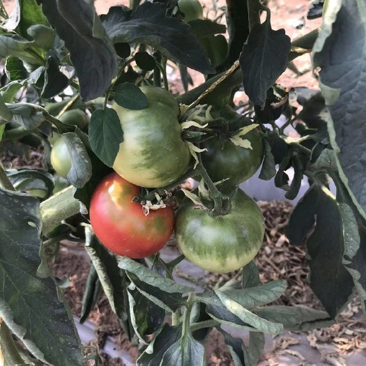 漳州铁柿子 草莓番茄（糖度8度以上，大型基地，常年供应）