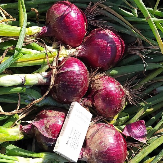 张掖甘肃红皮洋葱，紫皮洋葱，黄皮洋葱大量上市