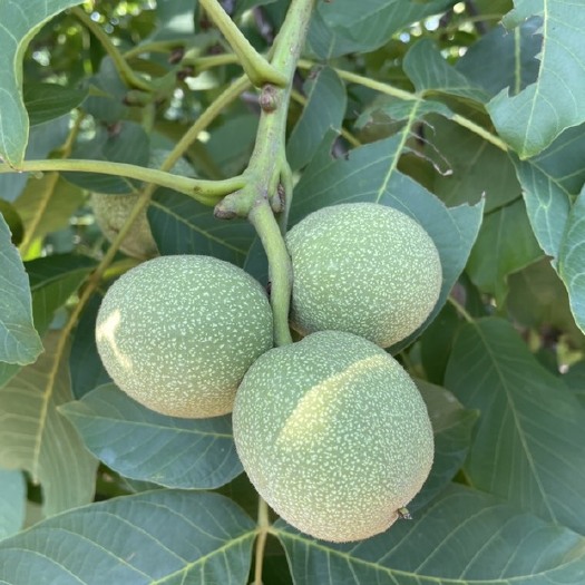 磁县青皮核桃