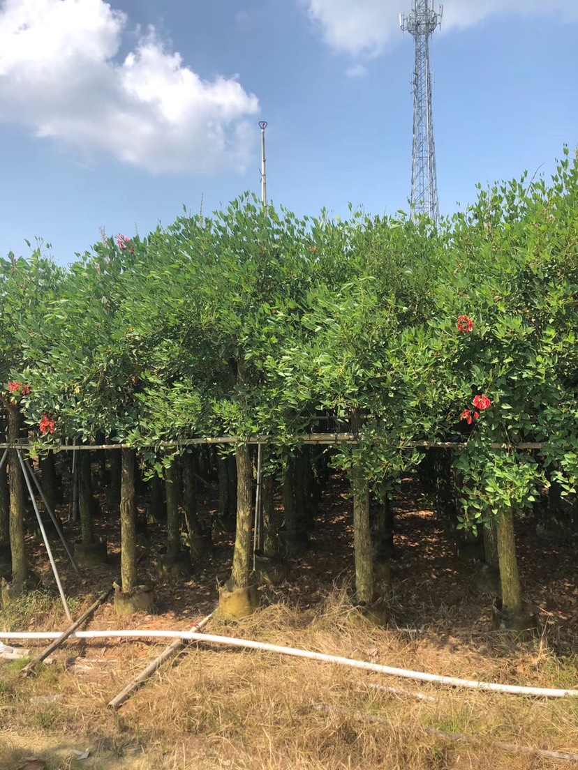 鸡冠刺桐树苗花卉户外苗木观赏优良树种园林绿化庭院景观树