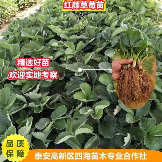 泰安红颜草莓苗，性价合理，品种纯度高，量大优惠力度大