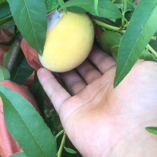 淮安锦绣黄桃有现货了数量不多有个三千斤第二批还有半个月呢