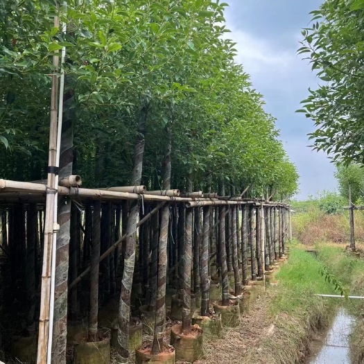 普宁市绿化苗木香樟树市政道路苗庭院植物