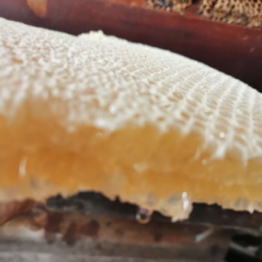 尚志市黑龙江椴树蜜 液态夏蜜 保质期12-18个月 阴凉储存