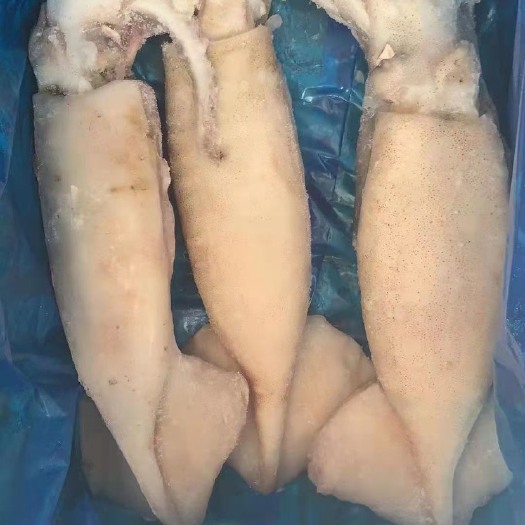 连云港活冻鱿鱼，白皮鱿鱼，单冻鱿鱼，单冻海兔，单冻乌贼