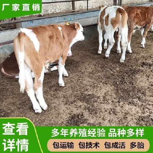 新丰县大量出售西门塔尔牛犊