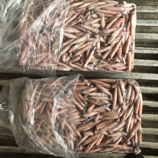 福州辣椒鱿鱼 东山笔管 新鲜鱿鱼