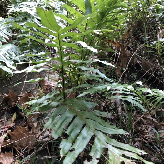 五指山市海南大叶骨碎补