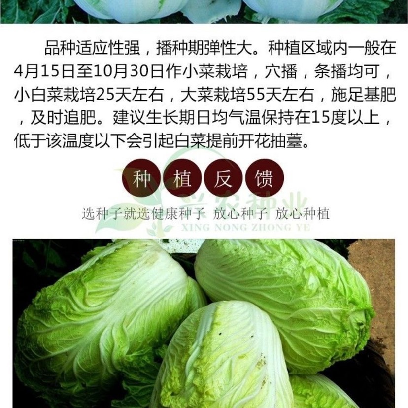 早熟5号白菜种子50天耐高温早熟抗病娃娃菜籽四季小白菜蔬菜种