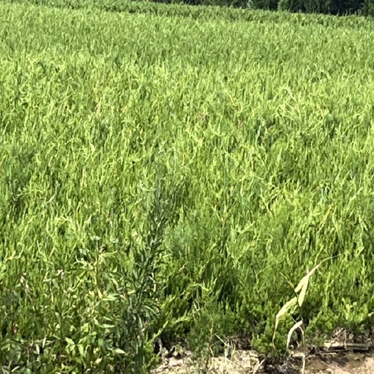 沭阳县地栽龙柏工程苗高度不等