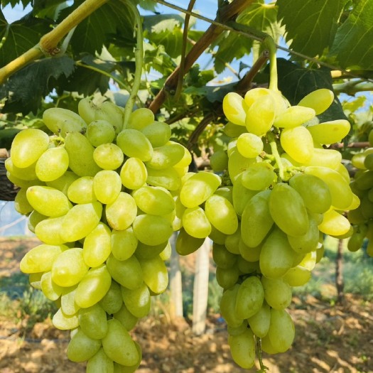 全椒县金手指葡萄  金手指 8月大量上市