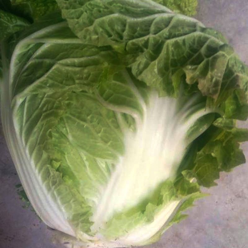 早熟5号白菜种子50天耐高温早熟抗病娃娃菜籽四季小白菜蔬菜种