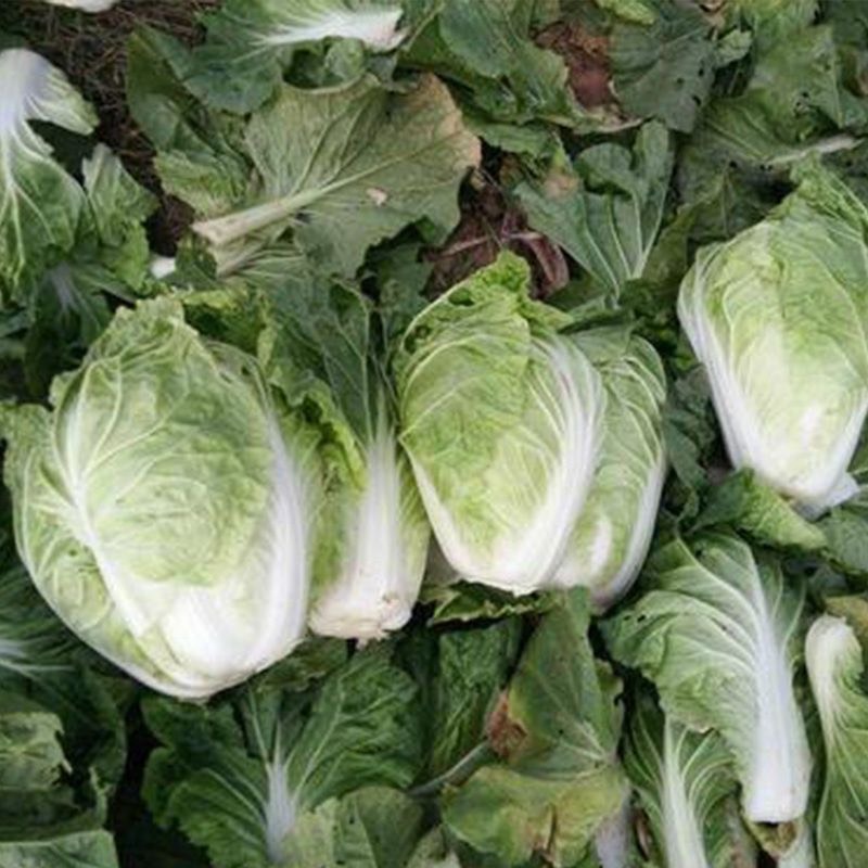 早熟5号白菜种子50天耐高温早熟抗病娃娃菜籽四季小白菜蔬菜种
