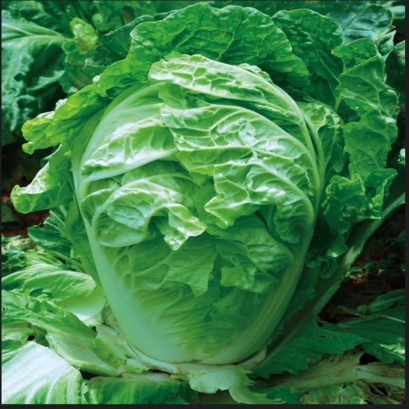早熟5号白菜种子50天耐高温早熟抗病娃娃菜籽四季小白菜蔬菜种