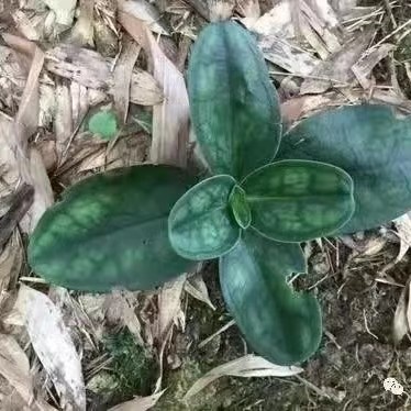 政和县肺形草