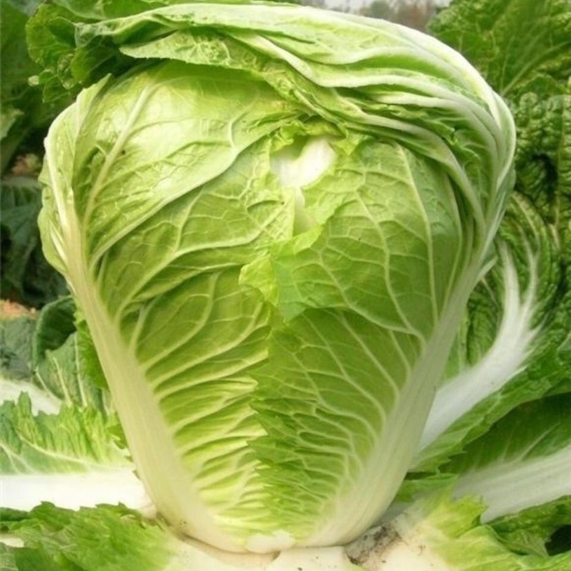 早熟5号白菜种子50天耐高温早熟抗病娃娃菜籽四季小白菜蔬菜种