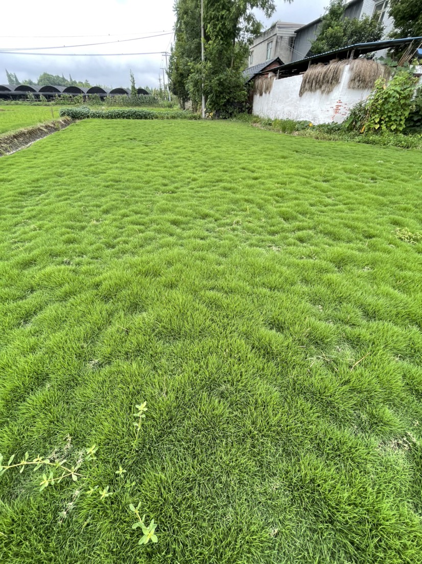 二号草草皮草坪种植