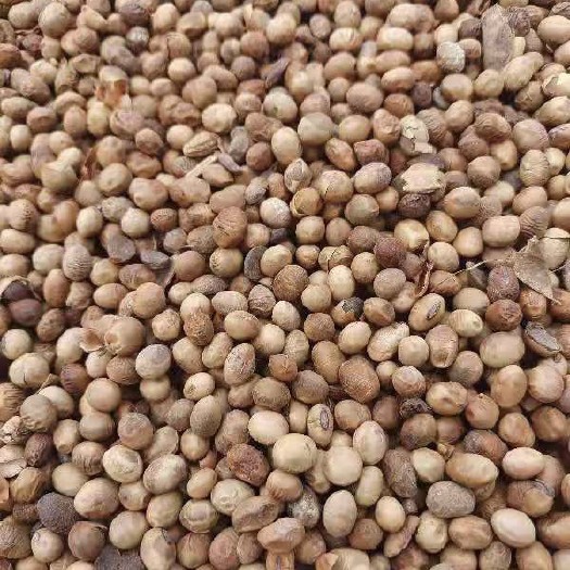 济南大豆发酵有机菌肥，养分丰富 以菌克菌 改良土壤 增加产量