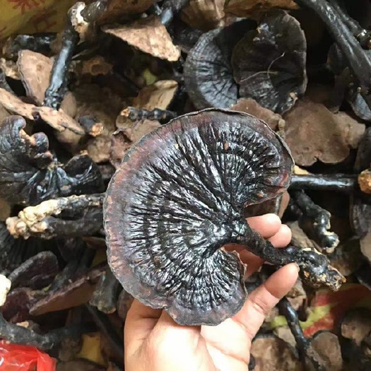阳山县灵芝