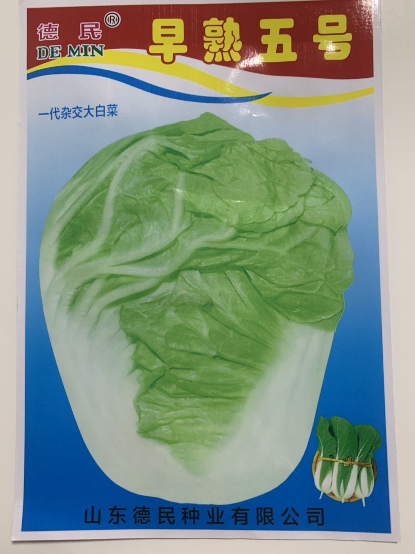 早熟5号白菜种子50天耐高温早熟抗病娃娃菜籽四季小白菜蔬菜种