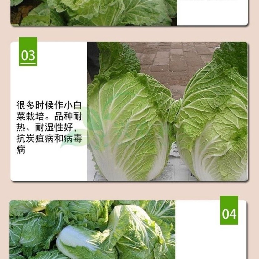 早熟5号白菜种子50天耐高温早熟抗病娃娃菜籽四季小白菜蔬菜种