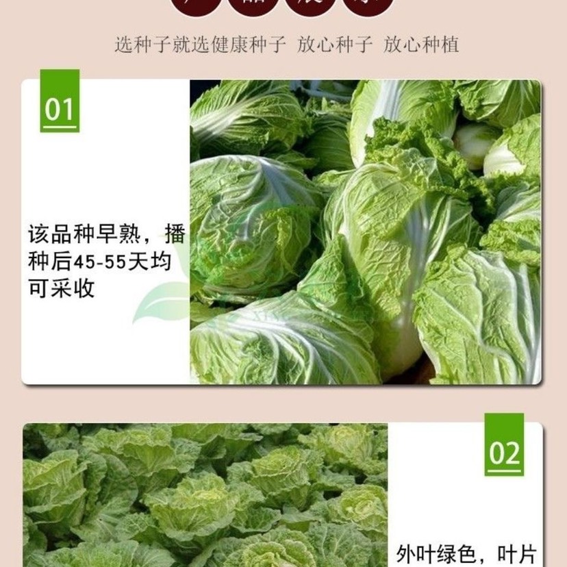 早熟5号白菜种子50天耐高温早熟抗病娃娃菜籽四季小白菜蔬菜种