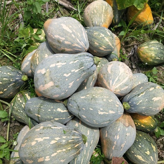 临颍县香芋南瓜