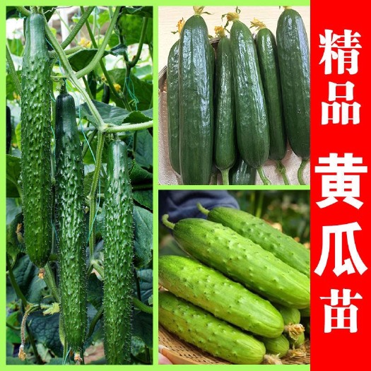 寿光市大黄瓜苗旱黄瓜苗水果黄瓜苗子