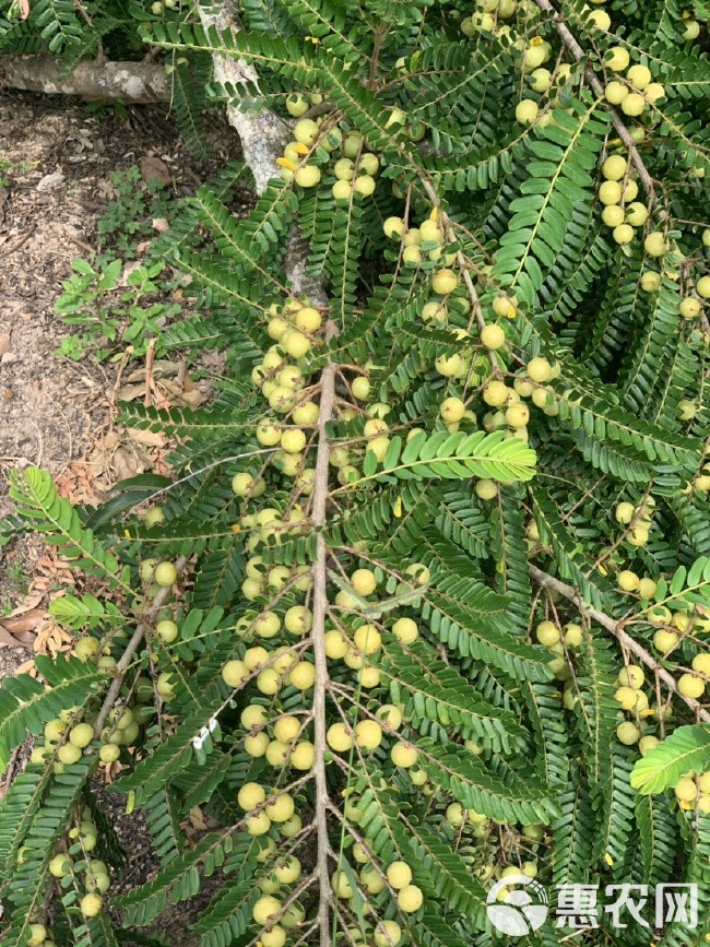 余甘果橄榄果油甘果